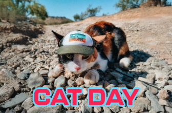 Happy Cat Day