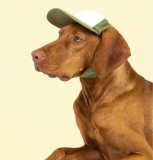 Hats for Dogs